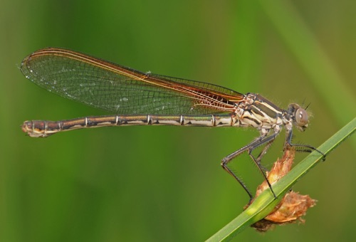 Female
10 July 2011  CO